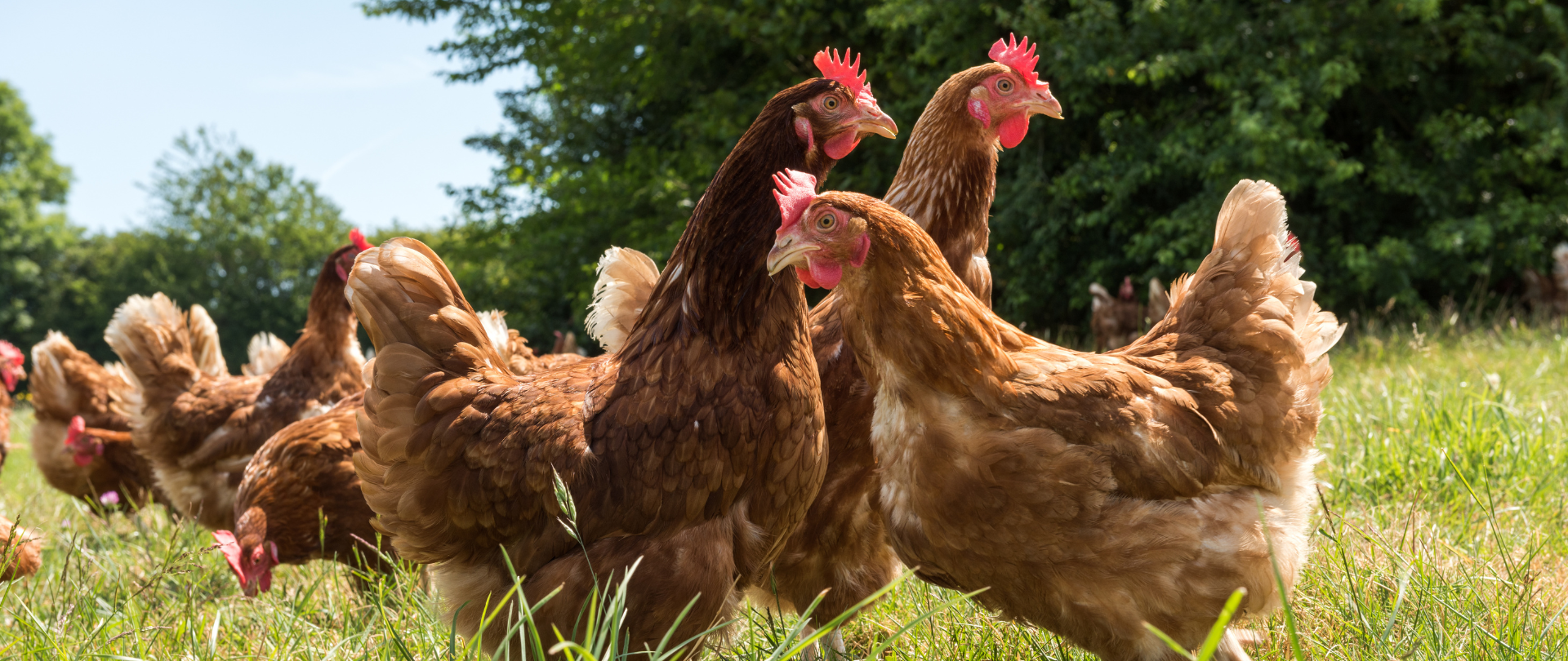 Poules pondeuses Label Rouge de Loué