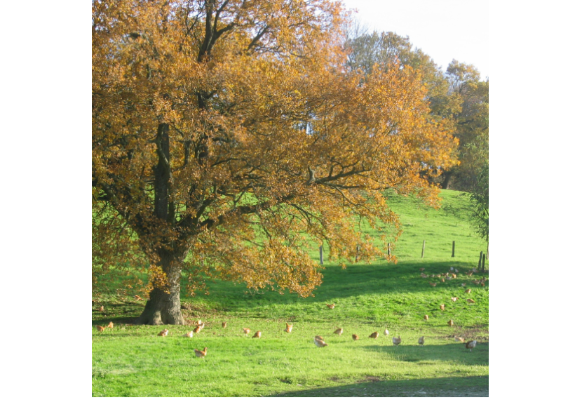 Des parcours arborés