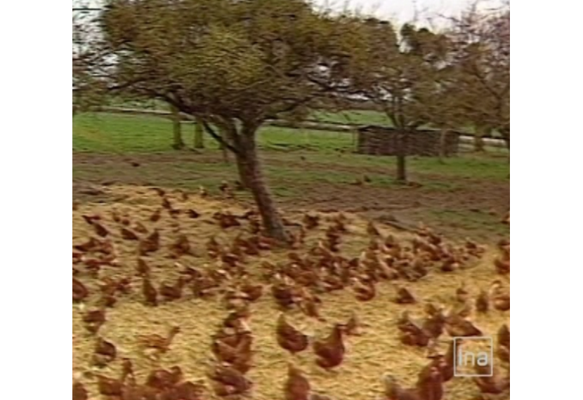 Reportage INA - Premiers oeufs de Loué - 1988