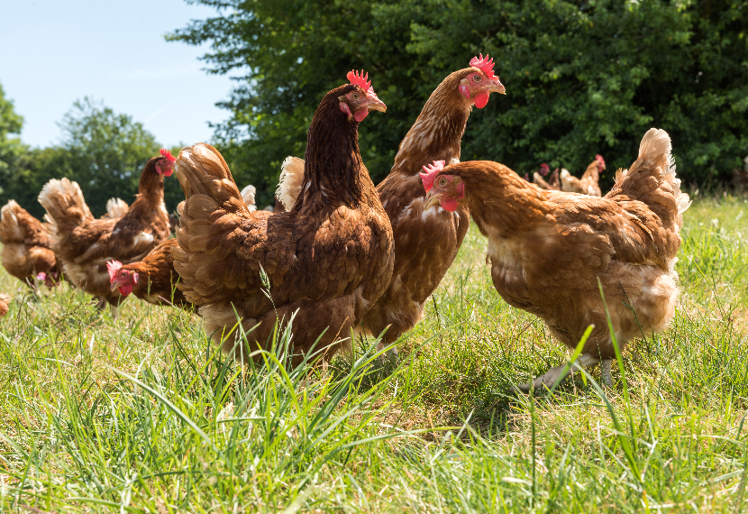 Poules pondeuses de Loué