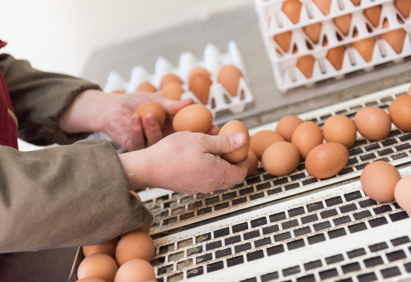 Oeufs de Loué ramassés à la main