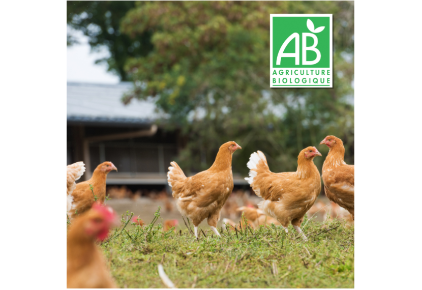 Poulets fermiers Bio de Loué