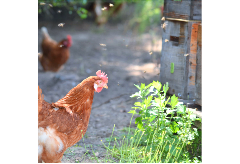 Photo prise par Laure, éleveuse de poules de Loué dans son parcours au pied de ses ruches