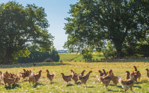 Volailles de Loué en liberté - Arbres et biodiversité