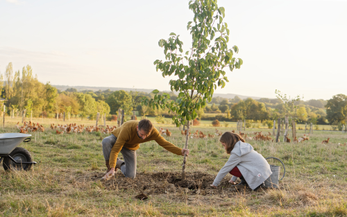 Plantation d'arbres - Fermiers de Loué