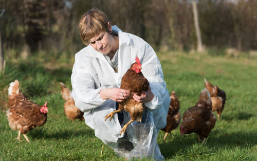 Dr Martine Cottin, vétérinaire des Fermiers de Loué en élevage