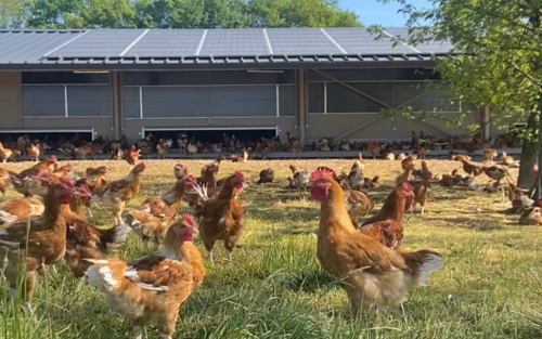 Panneaux solaires sur poulailler de Loué - Rouez (72)