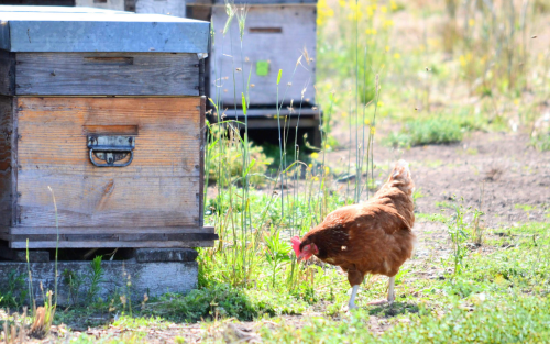 Ruches d'abeilles dans parcours à poules de Loué