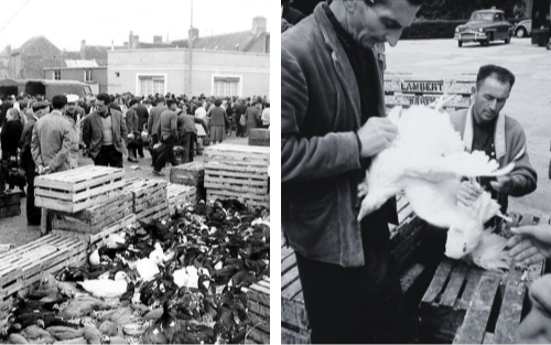 Marché de la commune de Loué (72) - Années 50 - Volailles et oeufs de Loué